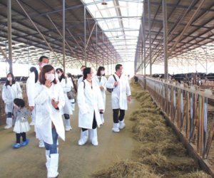 赴日本熊本県技能實習生-養牛